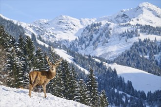 Red deer (Cervus elaphus) stag standing on a snwoy meadow in the mountains in tirol, Kitzbühel,