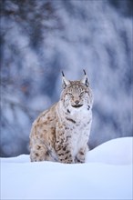 Eurasian lynx (Lynx lynx) sitting in the snow, Wildpark Aurach, Kitzbühl, Tirol, Austria, Europe