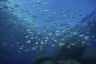 Large shoal of food fish Gilthead (Sarpa salpa) Gilthead seabream circling rocky reef,