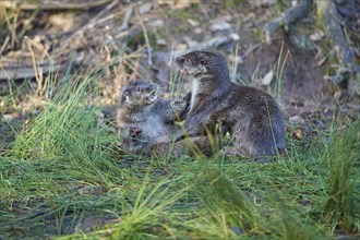 European Otter (Lutra lutra), two animals play and fight, captive