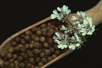 Coriander (Coriandrum sativum) (umbelliferae), flowers and seeds, plant species in the family, used