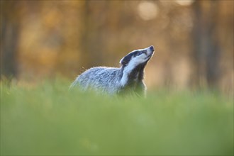 Badger (Meles meles), in meadow