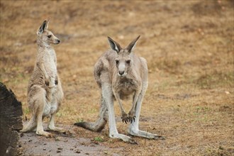 Eastern grey kangaroos (Macropus giganteus) standing on a tried up meadow, raining, Bavaria,