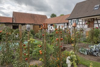 Vegetable garden at an old farm, Seebach, Département Bas-Rhin, Alsace, France, Europe