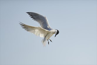 Gull-billed tern (Gelochelidon nilotica) flying in the sky, hunting, ebro delta, Catalonia, Spain,