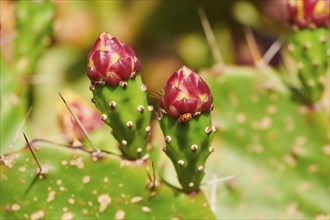 Indian fig opuntia (Opuntia ficus-indica) blossoms and fruits, ebro delta, Catalonia, Spain, Europe