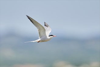 Elegant tern (Thalasseus elegans) flying in the sky above the sea, hunting, ebro delta, Catalonia,