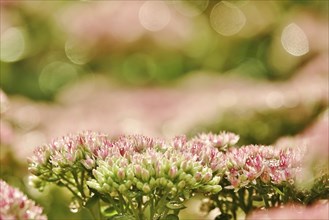 Showy stonecrop (Sedum spectabile) with morning dew, late summer, Germany, Europe