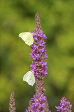 Butterflies collecting nectar, brimstone (Gonepteryx rhamni), purple loosestrife (Lythrum