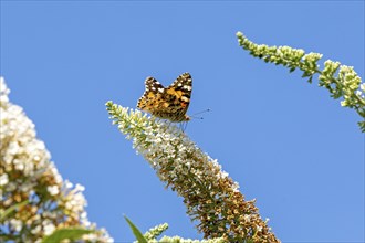 Butterfly, painted lady (Cynthia cardui) on butterfly-bush (Buddleja davidii) flower, Lower Saxony,