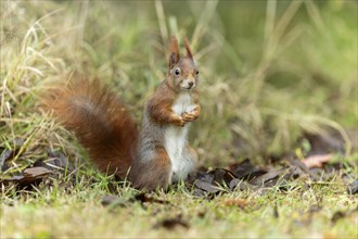 Eurasian red squirrel (Sciurus vulgaris) in a meadow, wildlife, Germany, Europe