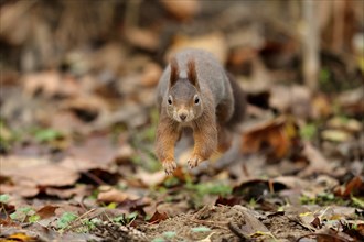 Eurasian red squirrel (Sciurus vulgaris) jumping, wildlife, Germany, Europe