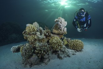 Diver looking at coral block, hard corals, soft corals in the evening light. Rays of sunlight. Dive