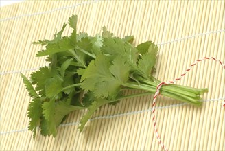 Leaf (umbelliferae) coriander (Coriandrum sativum), coriander, true coriander, plant species in the