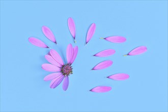 Daisy flower with picked off petals on blue background