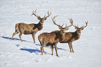 Red deer (Cervus elaphus) stags on a snowy meadow in the mountains in tirol, Kitzbühel, Wildpark