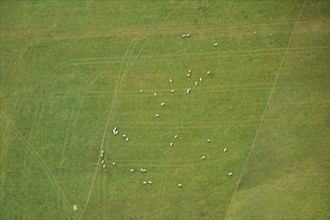 Aerial view of sheeps on a meadow in the area around Neumarkt in der Oberpfalz, Bavaria, Germany,