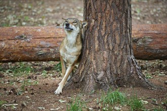 European gray wolf (Canis lupus), scratching on tree in forest, Germany, Europe