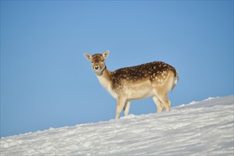 European fallow deer (Dama dama) doe on a snowy meadow in the mountains in tirol, Kitzbühel,