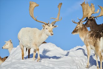 European fallow deer (Dama dama) bucks on a snowy meadow in the mountains in tirol, Kitzbühel,