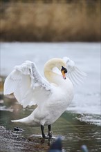 Mute swan (Cygnus olor), standing on the waters edge, Bavaria, Germany Europe