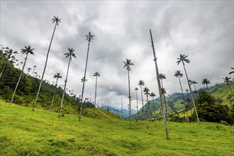 Wax palms largest palms in the world, Cocora valley, Unesco site coffee cultural landscape,