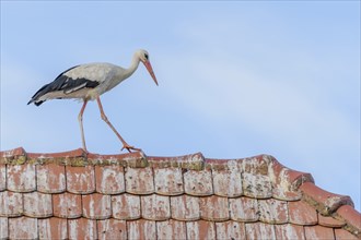 White stork (ciconia ciconia) walking on the roof of a house. Bas-Rhin, Collectivite europeenne