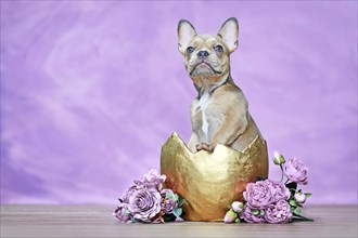 French Bulldog dog puppy hatching out of golden egg shell next to roses in front of pink wall