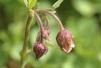 Water avens (Geum rivale), medicinal plant, medicinal use