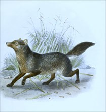 Short-eared fox (Atelocynus microtis), short-eared dog, Historical, digitally restored reproduction