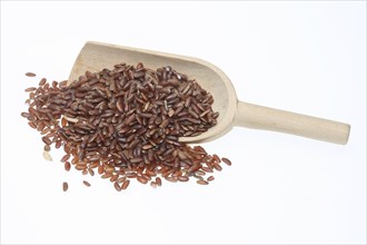 Red rice, Camargue rice from France, rice variety with a red bran layer, usually offered as brown