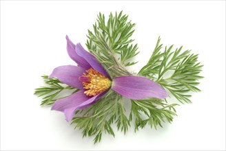 Common pasque flower (Pulsatilla) vulgaris, also known as common pasque flower, pasque flower or