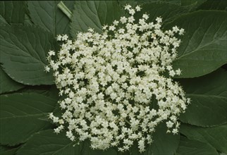 Elderflower, black elder (Sambucus) nigra, medicinal plant, is considered a proven household remedy