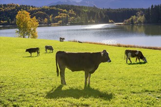 Cows in a meadow, at the Forggensee, pasture, Allgäu Alps, Allgäu, Bavaria, Germany, Europe