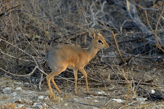 Kirk's Dik Dik (Madoqua kirkii), Etosha National Park, Namibia, Africa