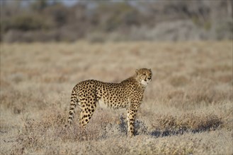 Cheetah (Acinonyx jubatus), Etosha National Park, Namibia, Africa