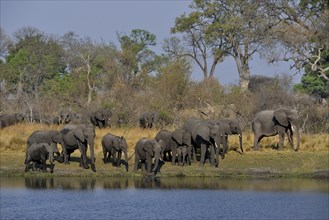 Elephant (Loxodonta africana) herd on the Cuando River, Bwabwata National Park, Zambezi Region,