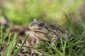 Common spadefoot (Pelobates fuscus) in the grass, Neusiedeler See National Park, Burgenland,