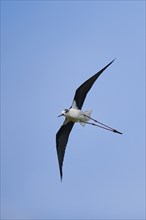 Black-winged stilt (Himantopus himantopus) flying in the sky, Camargue, France, Europe