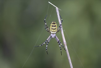 Wasp spider in web