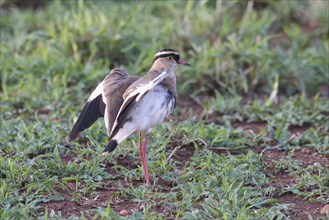 Crowned lapwing (Vanellus coronatus) or crowned plover, Kwazulu Natal Province, South Africa,