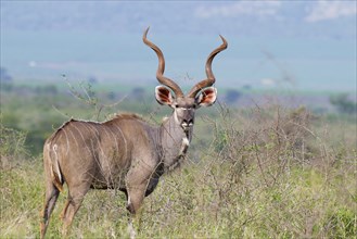 Male Greater kudu (Tragelaphus strepsiceros) in the savannah, Kwazulu Natal Province, South Africa,