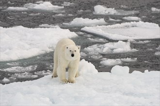 Polar bear (Ursus maritimus) on the pack ice, Svalbard Island, Svalbard archipelago, Svalbard and