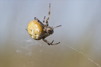 Four-spot orb weaver (Araneus quadratus), Emsland, Lower Saxony, Germany, Europe