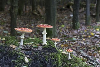 Fly agarics (Amanita muscaria), Emsland, Lower Saxony, Germany, Europe