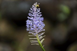 Blossom of the blue lily (Merwilla plumbea), Madeira, Portugal, Europe