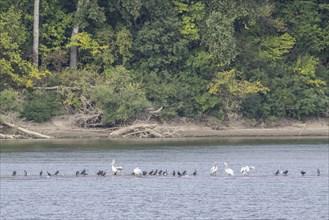 Dalmatian Pelicans (Pelecanus crispus) and great cormorant (Phalacrocorax carbo) on a sandbank in