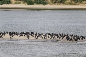 Great cormorant (Phalacrocorax carbo) on a sandbank in the Danube, Romania, Europe