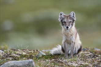 Arctic fox (Vulpes lagopus), female sitting, Varanger, Finnmark, Norway, Europe