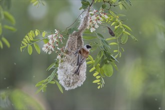 Eurasian Penduline Tit (Remiz pendulinus) builds nest in Black locust (Robinia pseudoacacia),